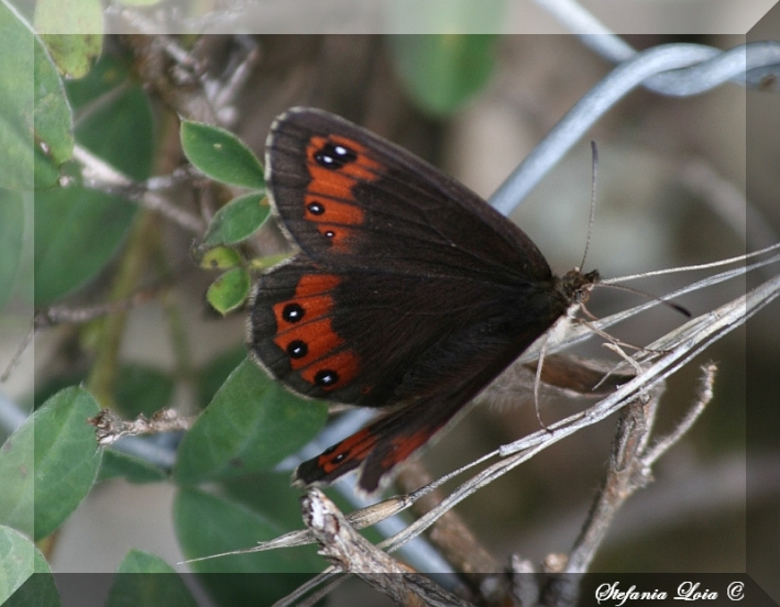 Erebia stix?